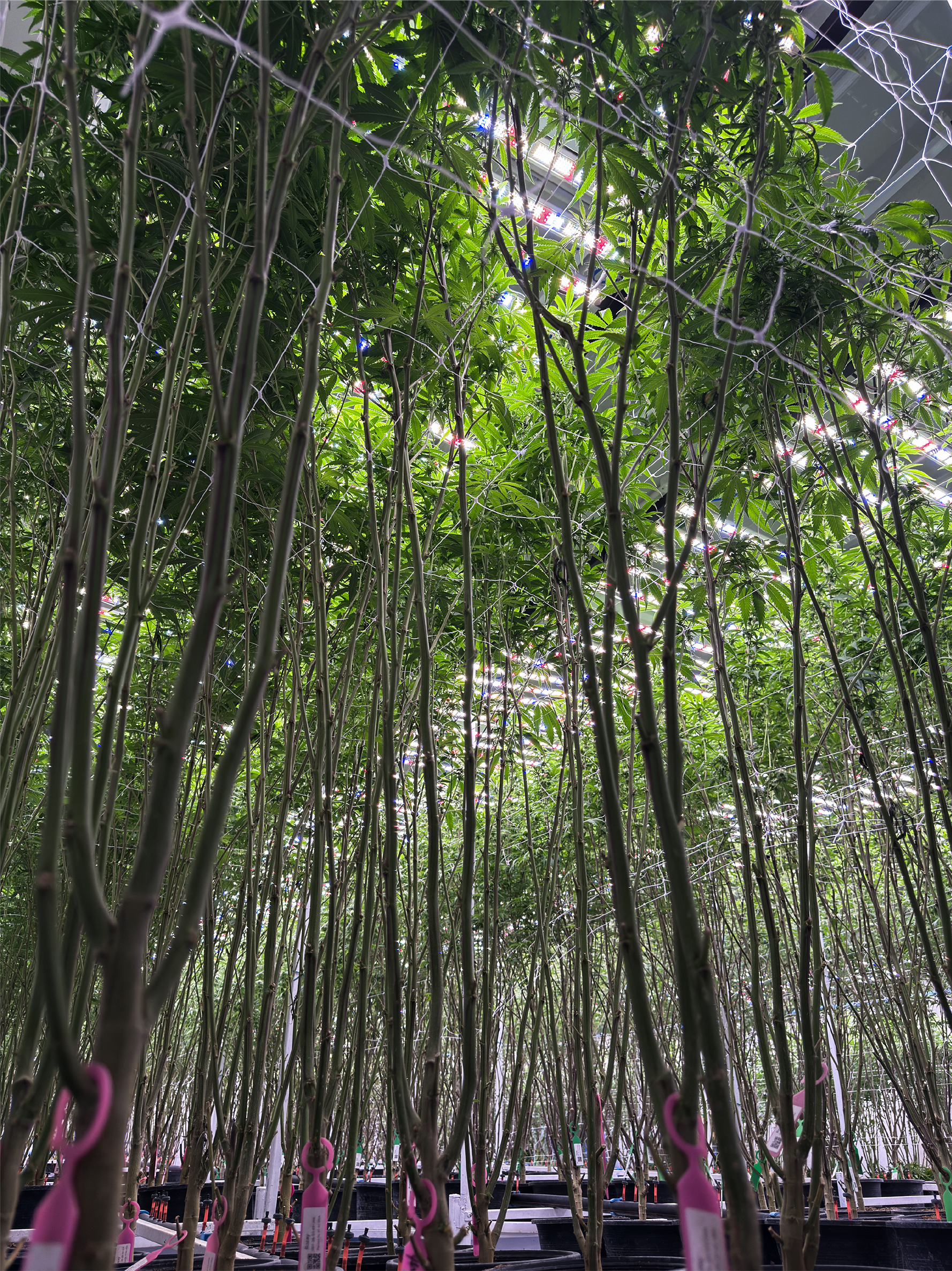KOBA indoor grow facility