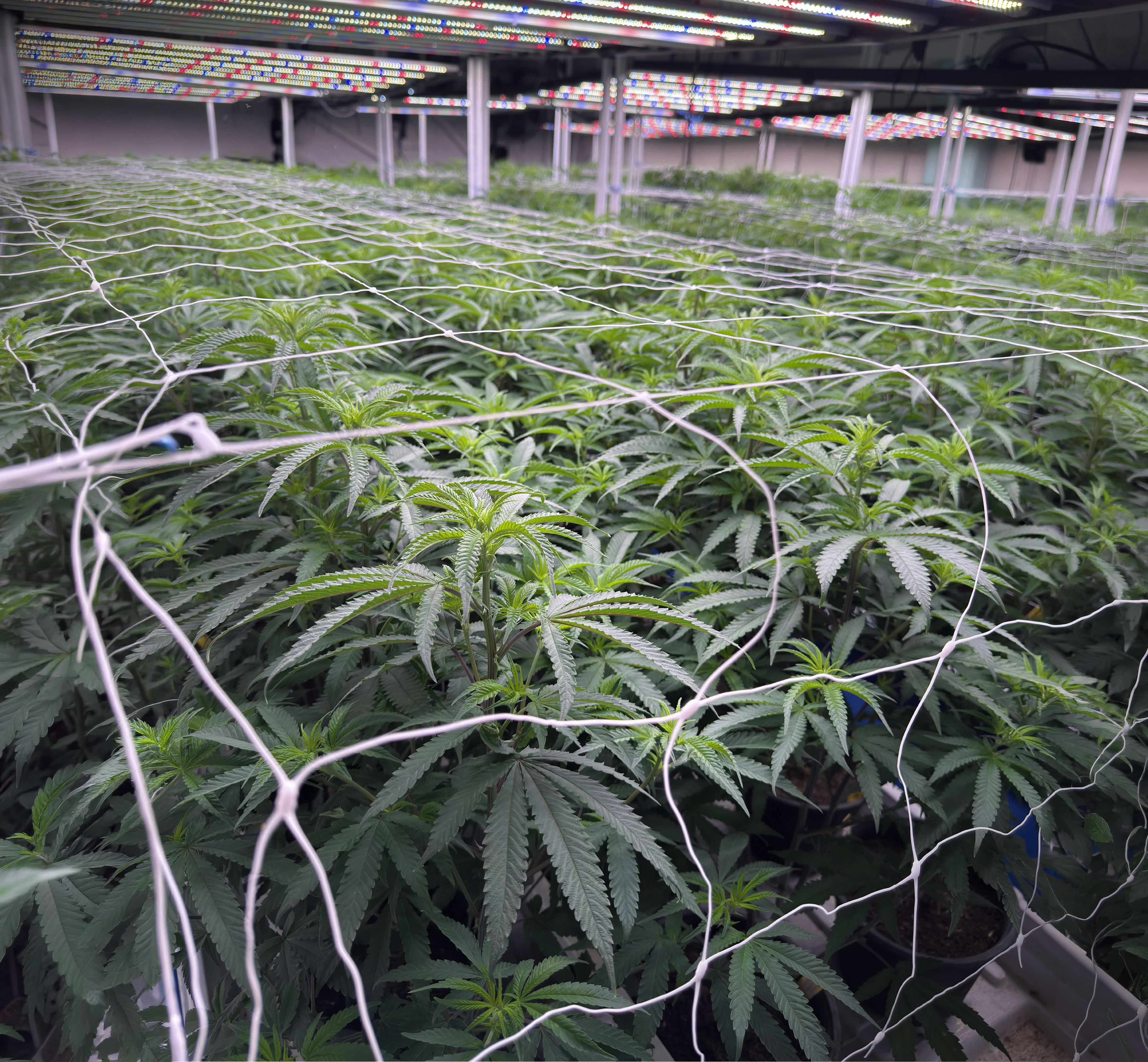 Koba Supply Group — Indoor Cultivation Facility