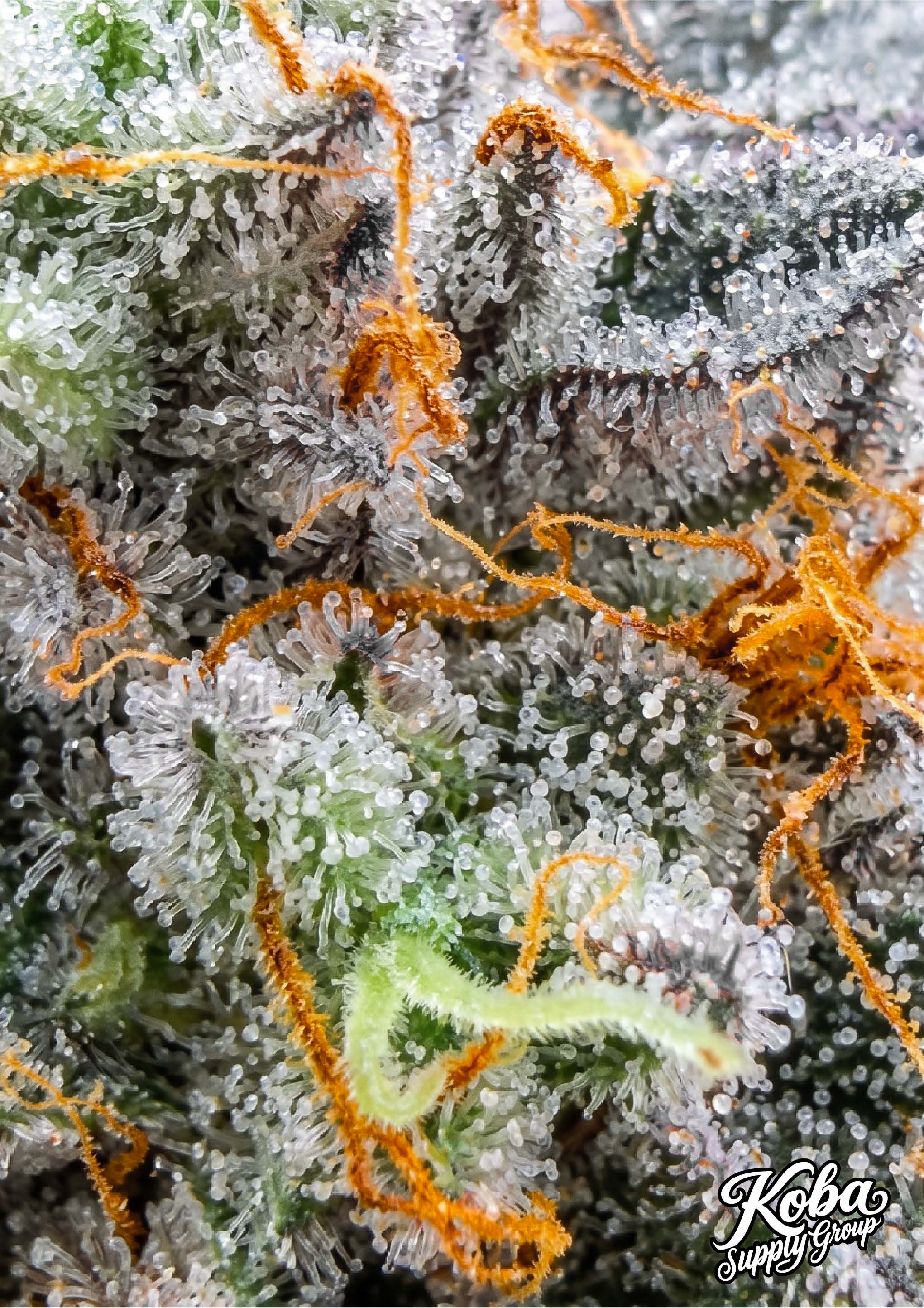 Jet Fuel